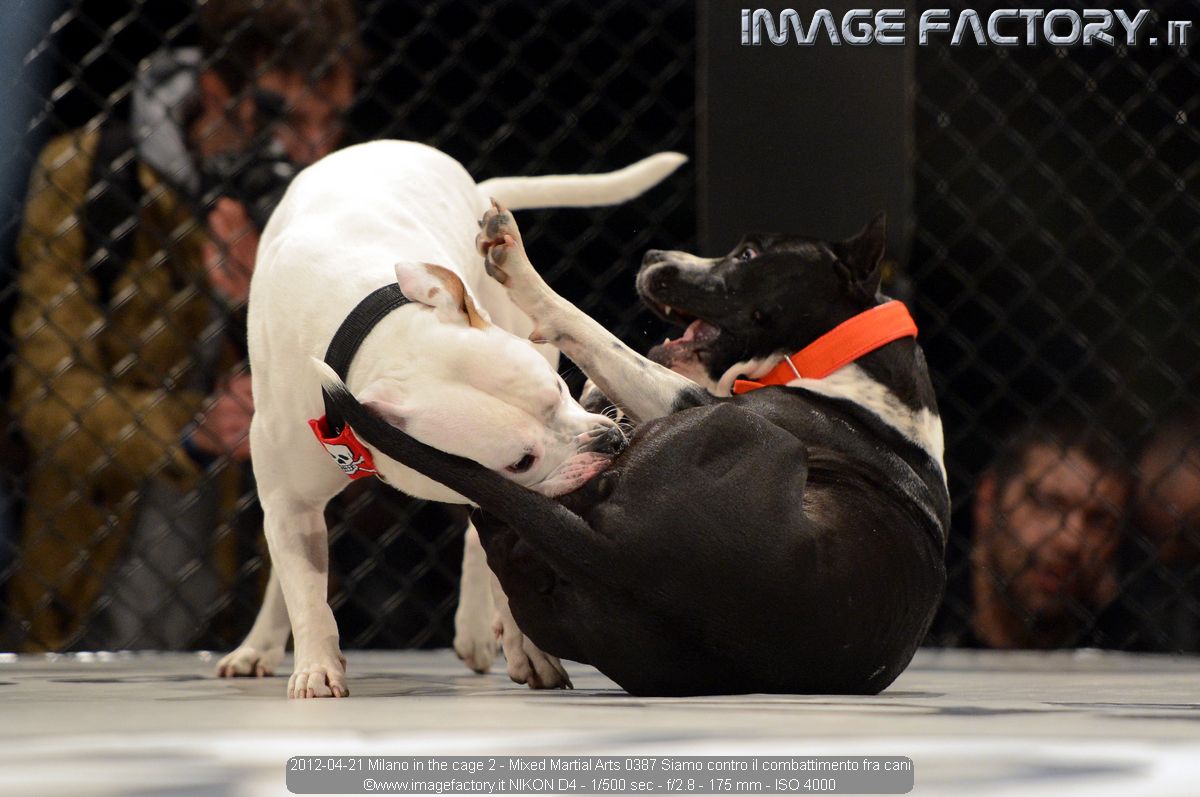 2012-04-21 Milano in the cage 2 - Mixed Martial Arts 0387 Siamo contro il combattimento fra cani